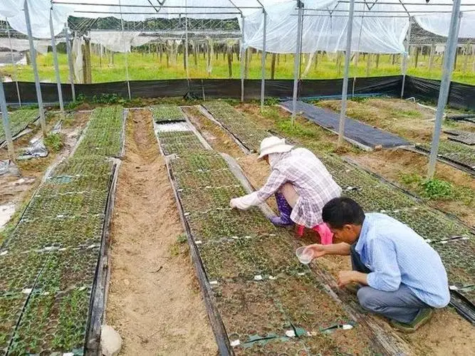 Nuisanceless pepper planting