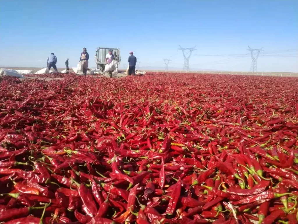 chaotian Red chillies supplier