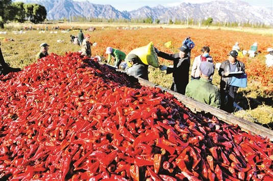 Yidu pepper growing area in Inner Mongolia