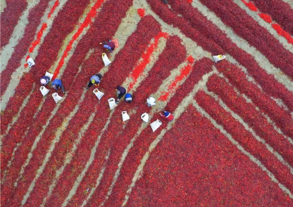Dry chili supplier