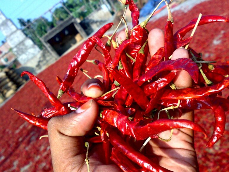 Dry red chilli manufacturer in China