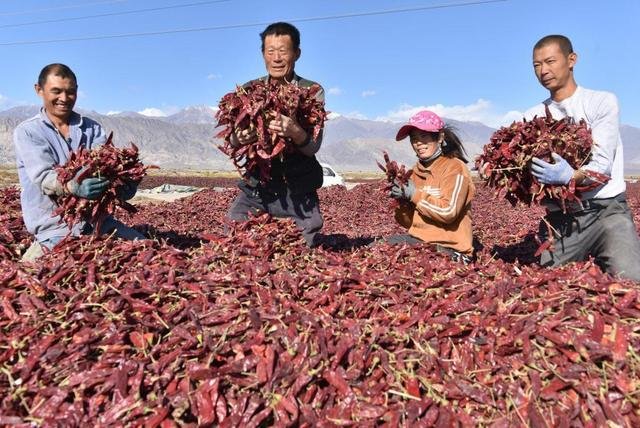 Sweet paprika pod growing area in Xin Jiang