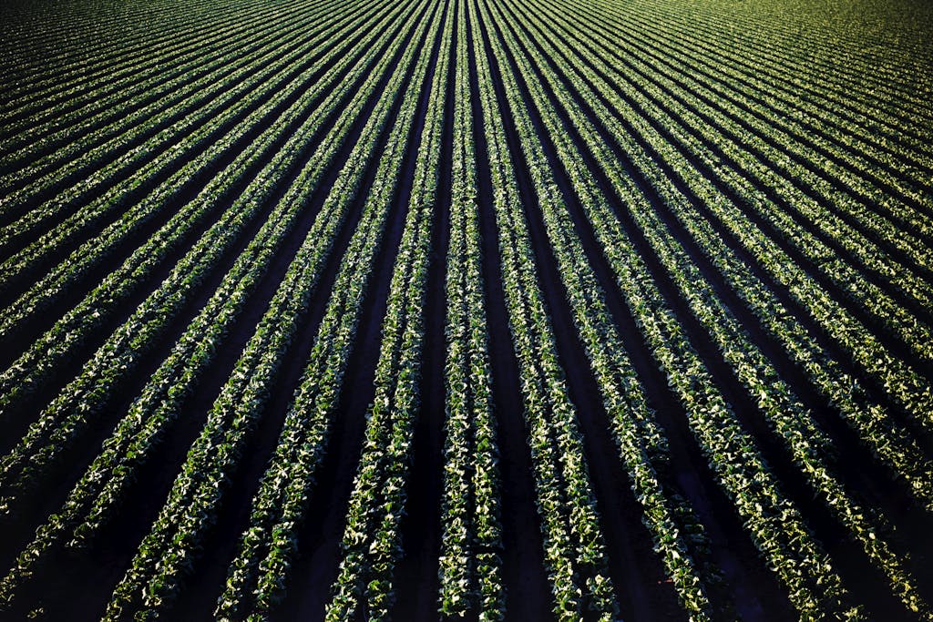 Halal-Certified Dried Chili Exporter