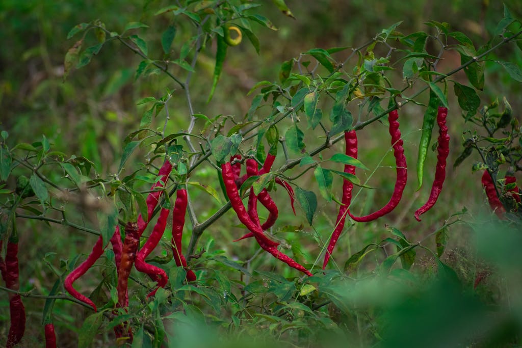 dried chili exporters to Thailand