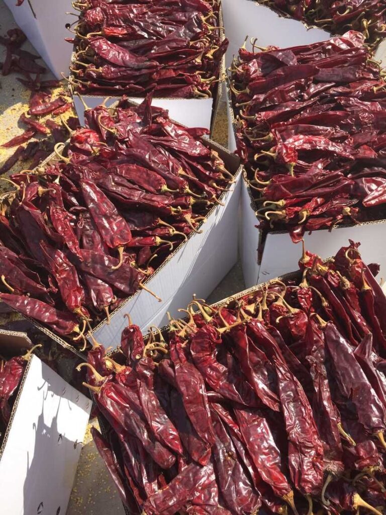 Dried Paprika Pods Supplier